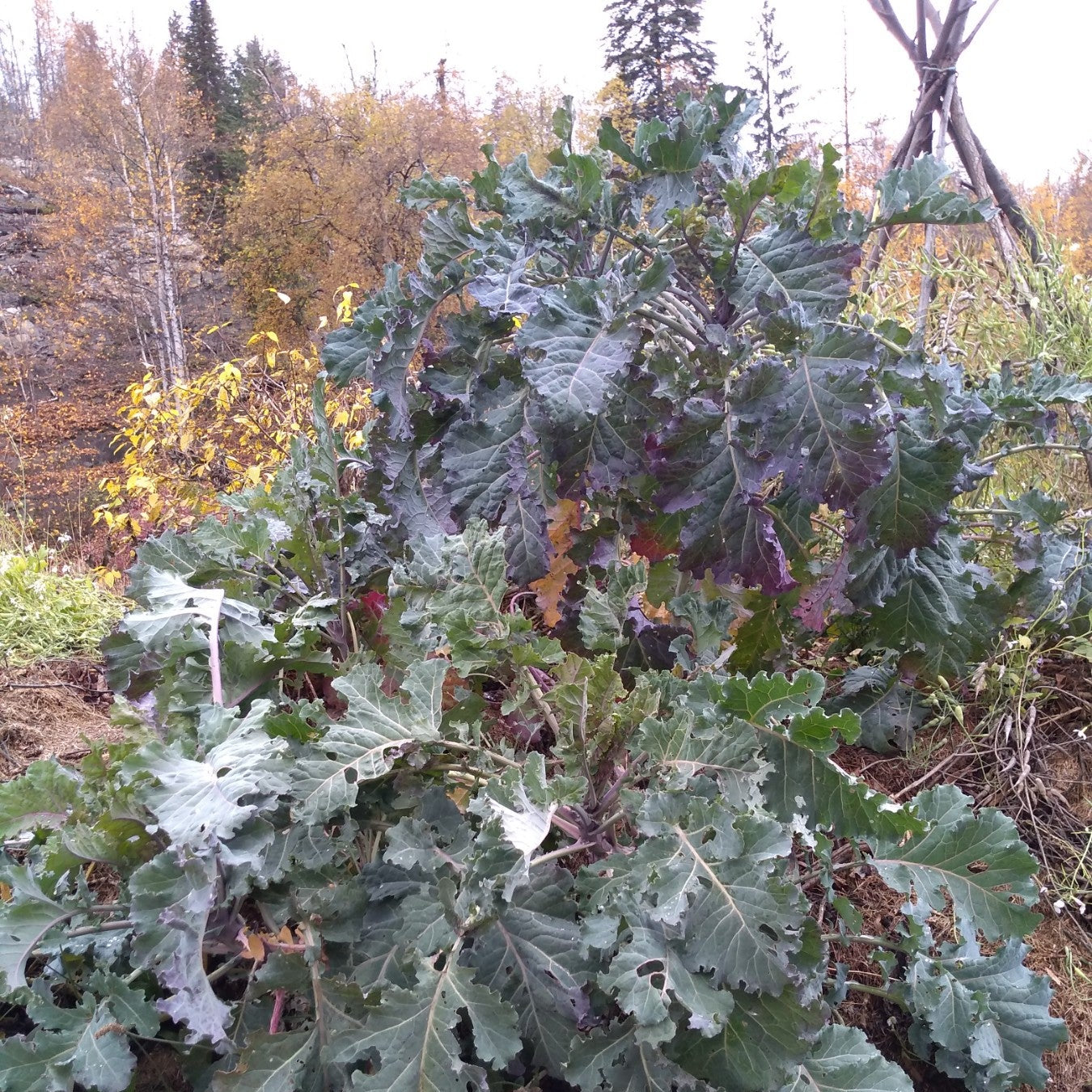 Homesteaders Kaleidoscope Perennial Kale Grex