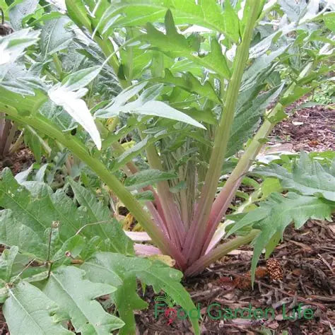 Rouge d'Alger Cardoon