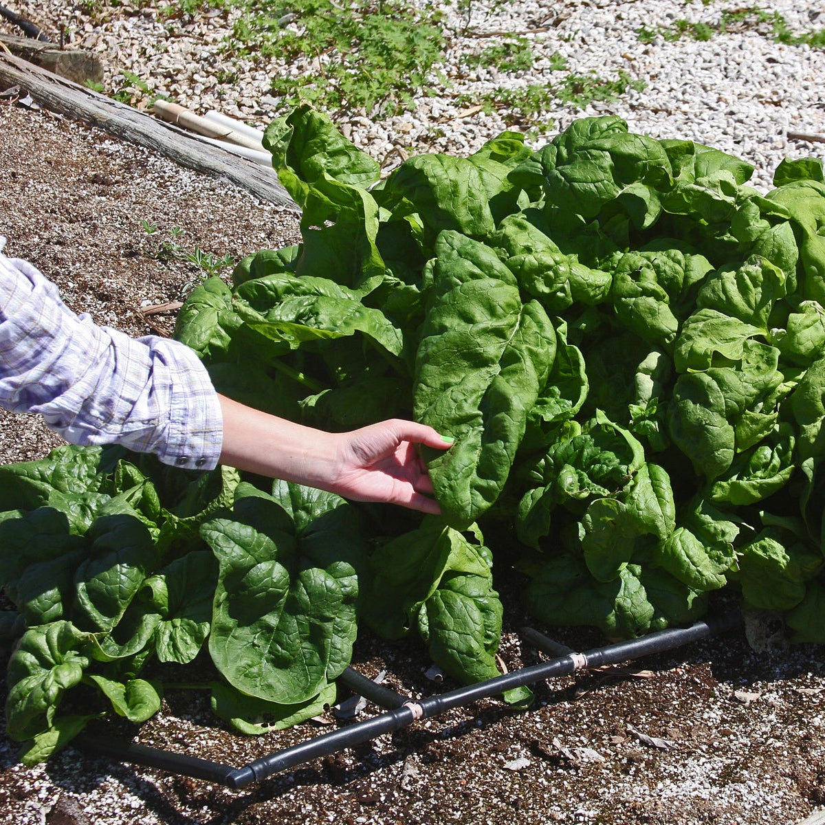 Monstrueux de Viroflay