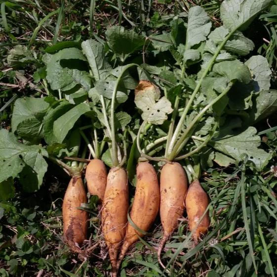 Yellow Carrot-Shaped