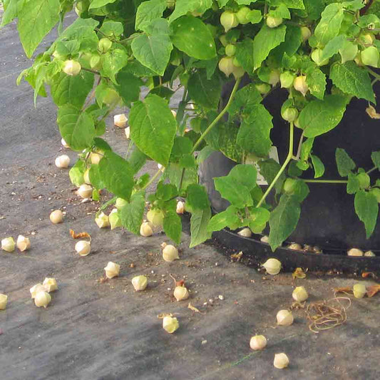 Aunt Molly's Ground Cherry