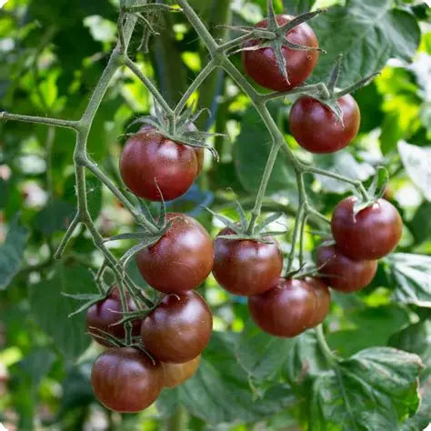 Black Cherry