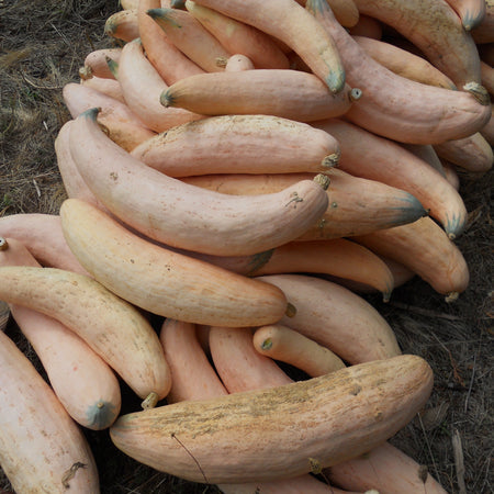 North Georgia Candy Roaster