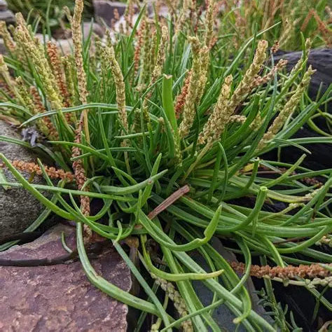 Birch Point Sea Plantain