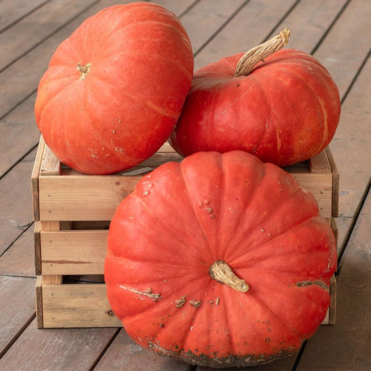 Rouge Vit d' Etampes