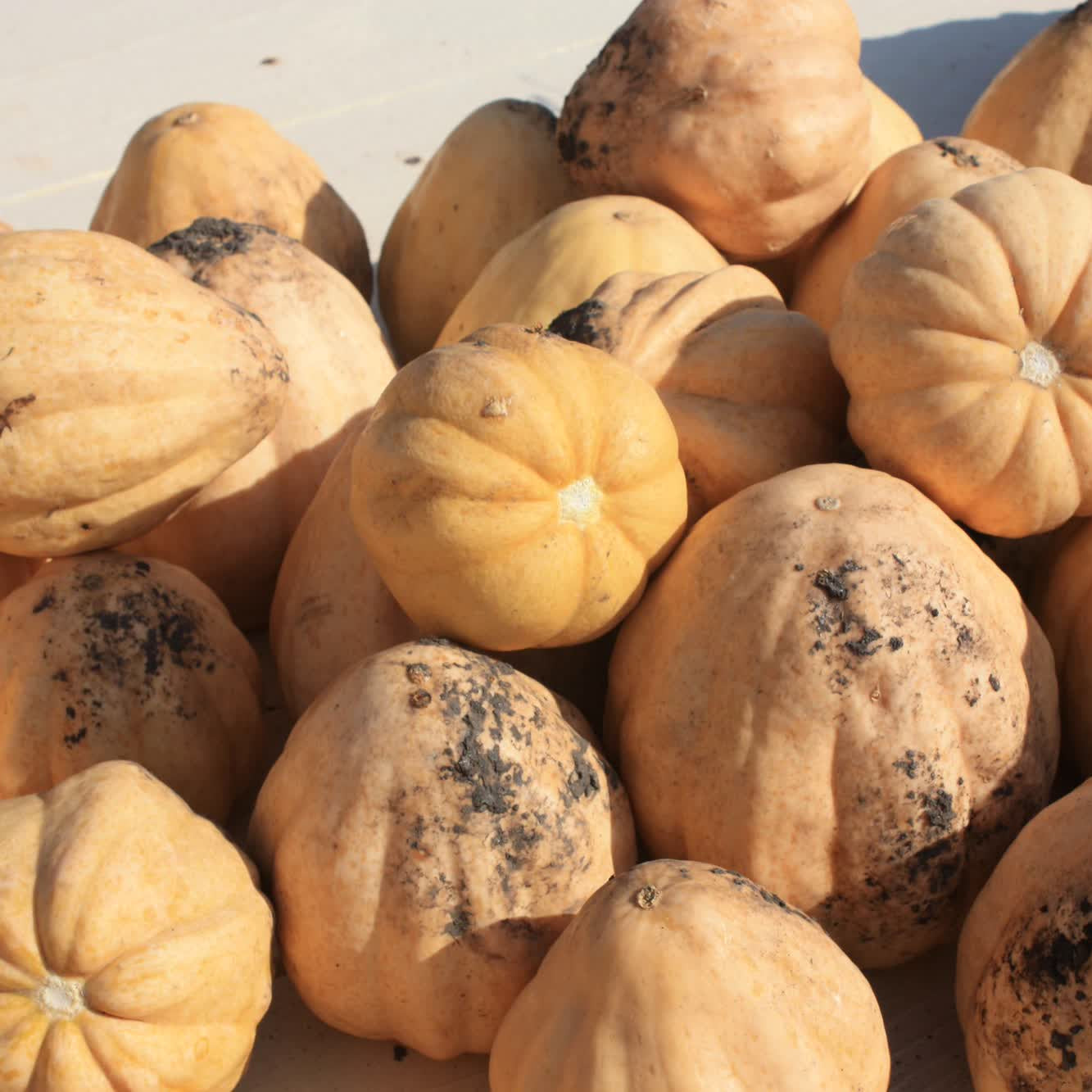 Thelma Sanders Sweet Potato