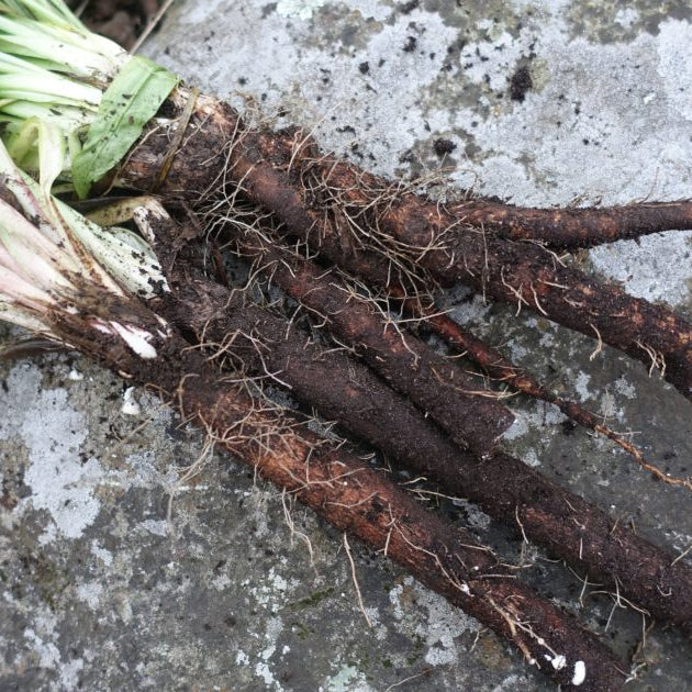 Scorsonera Black Root Salsify