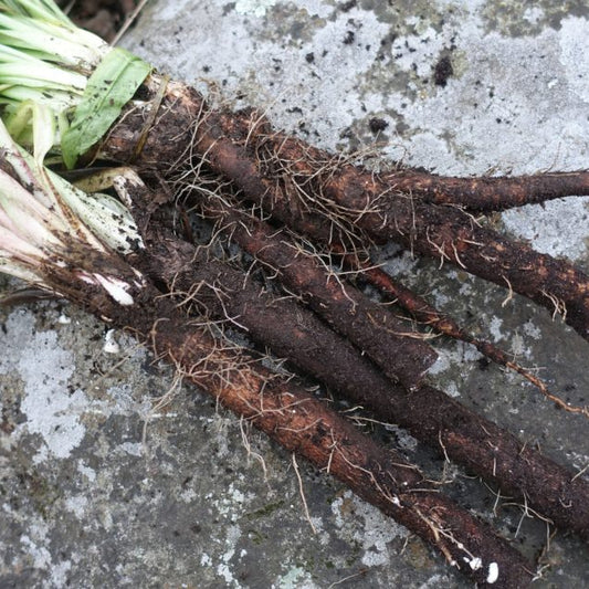 Scorsonera Black Root Salsify