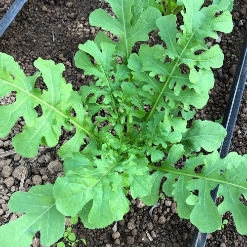 Garden Rocket