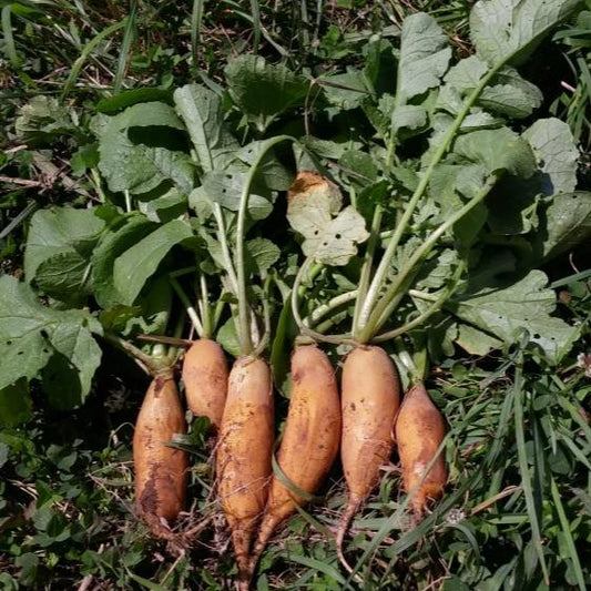 Yellow Carrot-Shaped